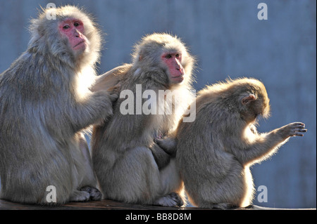 Japanischen Makaken (Macaca Fuscata) pflegen einander Stockfoto