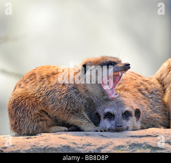 Erdmännchen oder Suricates (Suricata Suricatta) Stockfoto