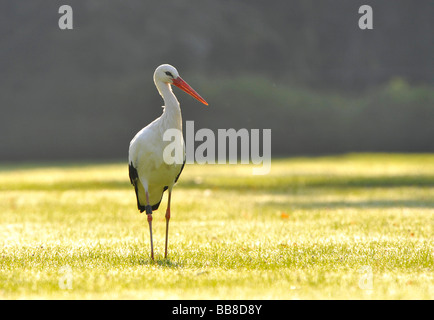 Weißstorch (Ciconia Ciconia) auf einer Wiese Stockfoto