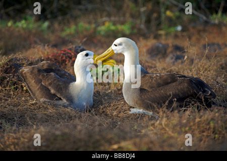 Paar winkte Albatross Vögel tun Balz Ritual anzeigen auf Boden in der Nähe von Nistplatz, Espanola Insel, Galapagos, Pazifik Stockfoto