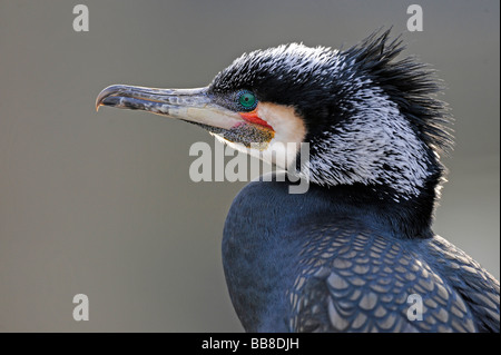 Kormoran (Phalacrocorax Carbo) Stockfoto