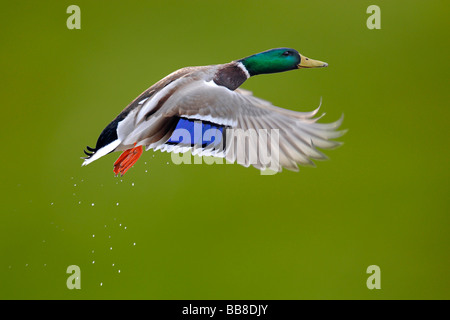 Stockente (Anas Plathyrynchos) fliegen Stockfoto