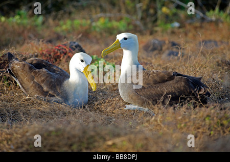 Paar winkte Albatross Vögel tun Balz Ritual anzeigen auf Boden in der Nähe von Nistplatz, Espanola Insel, Galapagos, Pazifik Stockfoto