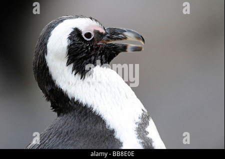 Afrikanische Pinguin (Spheniscus Demersus), portrait Stockfoto