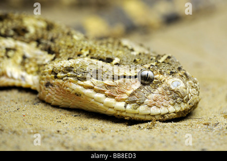 Blätterteig-Addierer (Bitis Lachesis, ehemals Bitis Arietans), Afrika Stockfoto