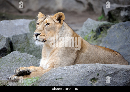 Asiatische Löwe (Panthera Leo Persica), Weiblich Stockfoto