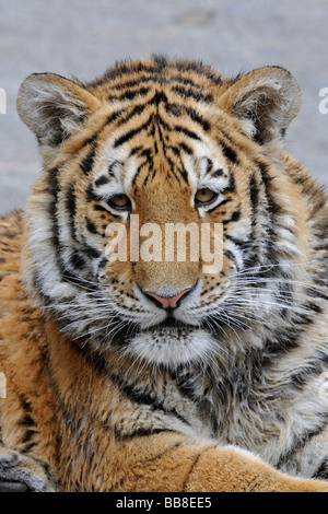 Porträt von ein Sibirischer Tiger (Panthera Tigris Altaica), Jungtier Stockfoto