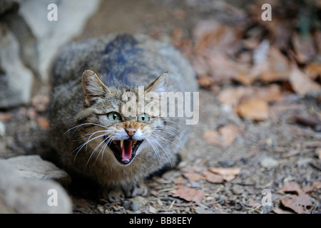 Junge Wildkatze (Felis Silvestris), Zischen Stockfoto