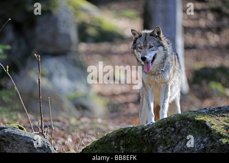 Grauer Wolf (Canis Lupus) Stockfoto