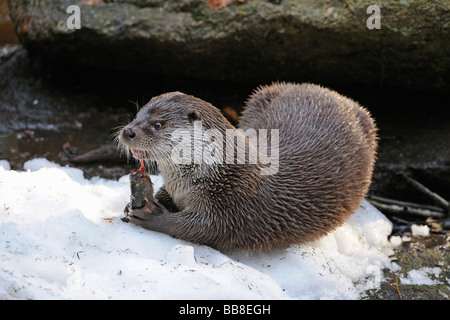 Europäische Otter (Lutra Lutra), ernähren sich von Fisch Stockfoto