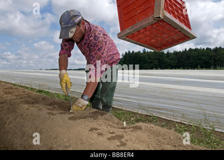 Man Ernte Spargel, Poigern, Bayern, Deutschland, Europa Stockfoto