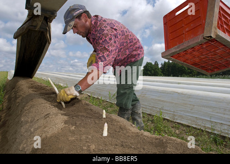 Man Ernte Spargel, Poigern, Bayern, Deutschland, Europa Stockfoto