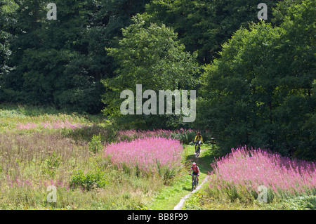 Mountain-Bike-Fahrer Reiten entlang einem Singletrail in der Nähe von Willingen, Hessen, Deutschland, Europa Stockfoto