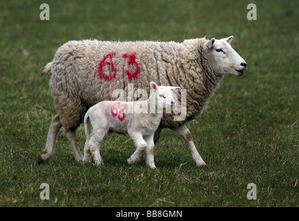 Neugeborenes Lamm und Schaf in einem Feld in Steeple Minogue auf die Essex-Suffolk-Grenzen Stockfoto