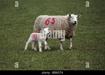 Neugeborenes Lamm und Schaf in einem Feld in Steeple Minogue auf die Essex-Suffolk-Grenzen Stockfoto