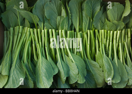 Yu Choy Sum, chinesische Gemüse. Stockfoto