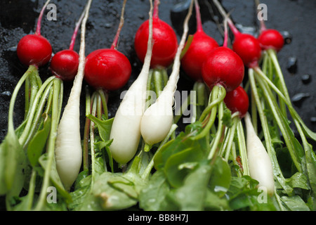 Frisch gepflückt und gewaschenen roten und weißen Rettich. Stockfoto