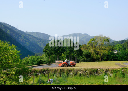 Reisbauer Mulchen seine Reisfeld auf einer Terrasse, Ohara, Japan, Asien Stockfoto