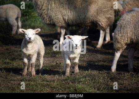 Zwei junge Lämmer spielen in einem Feld in Steeple Minogue auf die Essex-Suffolk-Grenzen Stockfoto