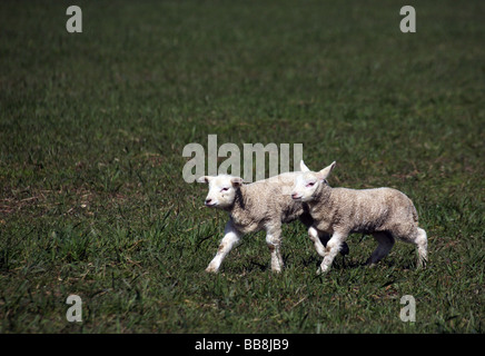 Zwei junge Lämmer spielen in einem Feld in Steeple Minogue auf die Essex-Suffolk-Grenzen Stockfoto