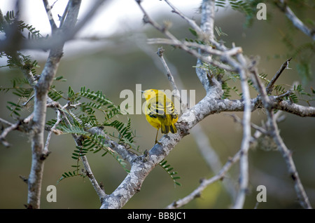 Schnäpperrohrsänger Vogel im Baum auf Floreana Insel, Galapagos-Inseln, Ecuador, Südamerika. Stockfoto