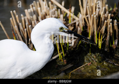 Seidenreiher (Egretta Garzetta) mit einem Libellenlarven in seinen Schnabel, Kyoto, Japan, Asien Stockfoto