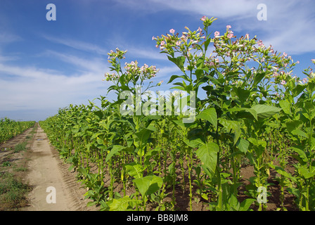 Virginischer Tabak kultiviert Tabak 10 Stockfoto