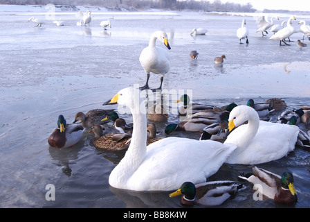 Schwäne und Enten auf einem Fluss, winter, Eis, Japan, Asien Stockfoto