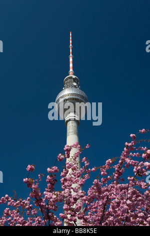 Berliner Fernsehturm im Frühjahr blühenden Baum im Vordergrund, Bezirk Mitte, Berlin, Deutschland Stockfoto