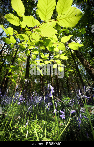 Glockenblumen in einem Bluebell Holz Gritstone seitlich des Peak District in der Nähe von Hathersage, England. Stockfoto