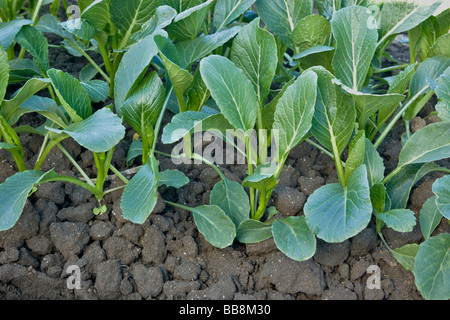 Yu Choy Sum, chinesische Gemüse. Stockfoto