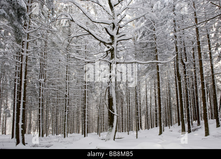 Verschneite Baumstämme, Freigehege, Nationalpark Bayerischer Wald, Bayern, Deutschland, Europa Stockfoto