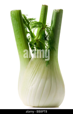 Florenz Fenchel-Lampe isoliert auf weiss Stockfoto