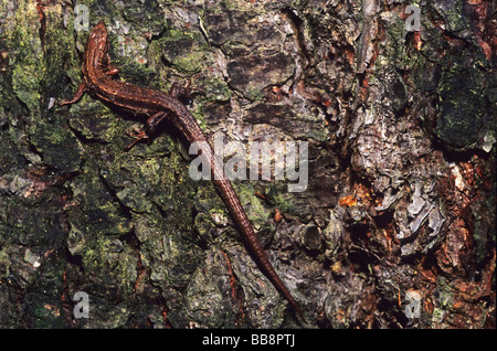 Vivipare Eidechse (Zootoca Vivipara) Stockfoto