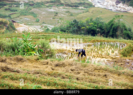 Landwirt arbeiten die Reisfelder in Sapa, Nord-Vietnam Stockfoto