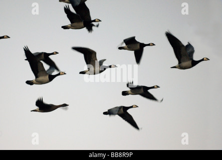 Federwild; Gänse; Weißwangengans mit einer Pink-footed Gans im Flug. Stockfoto