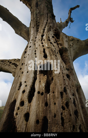 Toter Baum verfault von innen durch Ulmensterben North Yorkshire UK Stockfoto