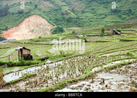 Bauernhof Hütte im Lao Chai Tal, umgeben von terrassierten Reisfelder Sapa, Vietnam Stockfoto