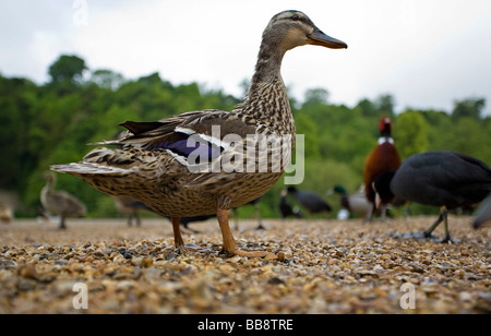 Ein Boden aus Sicht der weiblich Stockente (Anas platyrhynchos) im späten Frühjahr in Sussex, UK Stockfoto