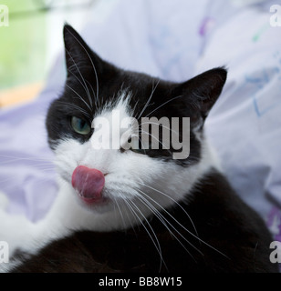 Ein erwachsenes Weibchen schwarz-weisse Katze (Felis catus) leckt ihre Lippen und ihre Nase gleichzeitig berühren. Stockfoto