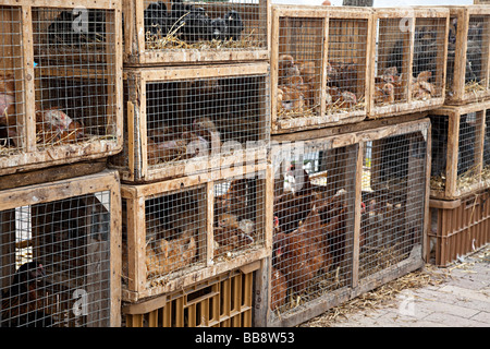 Vögel und andere Tiere in Käfigen zum Verkauf auf Markt Sineu Mallorca Spanien Stockfoto