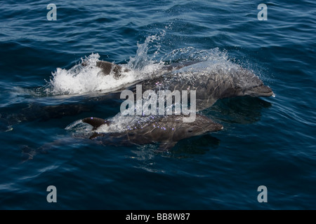 Bottlenose Dolphin Tursiops Truncatus Großer Tümmler Mutter und Kalb koppeln Meer von Cortez Baja California Mexiko Stockfoto