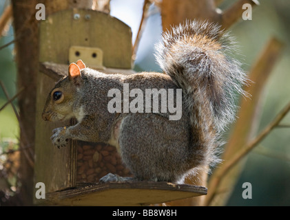 West Sussex, UK. Eine einzige graue Eichhörnchen (sciurus Carolinensis selbst helfen, Erdnüsse aus einem speziellen Holz- squirrel Feeder) Stockfoto