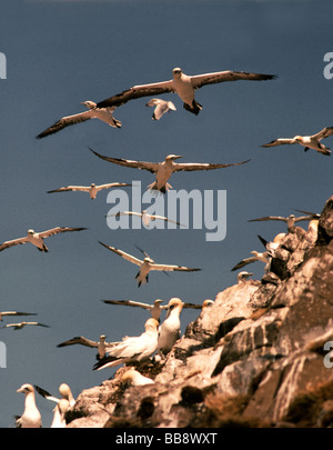 Seevögel; Basstölpel (Sula Bassanus) Nicht-Brutvögel {Der Club} fliegen um die Kolonie den ganzen Tag. Bass Rock. Vor der Küste in der Nähe von North Berwick, Schottland Stockfoto