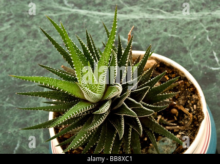 Zebra Haworthia Pflanze, lateinischer Name Haworthia Fasciata Variegata im Blumentopf Stockfoto