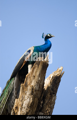 Ein Pfau thront oben auf Treestump. Stockfoto