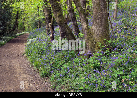 Bluebells und Bärlauch in Dunsford Holz in Devon, England Stockfoto