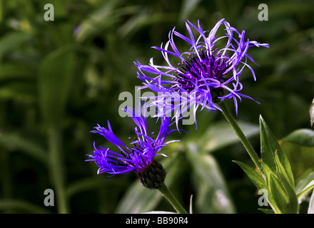 Blüten; Ausdauernde Kornblume; " Centaurea Montana'; Vollständig geöffnet Blume mit dem Öffnen der Knospe. Stockfoto