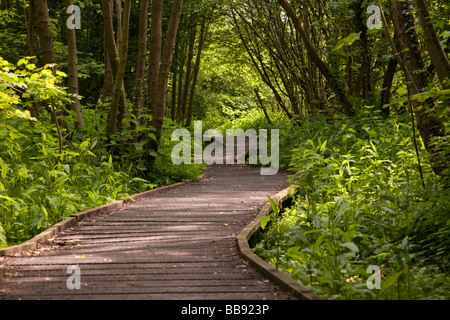 Holzsteg auf dem Hogmoor-Lehrpfad in der Nähe von Tidmarsh in Berkshire Uk Stockfoto