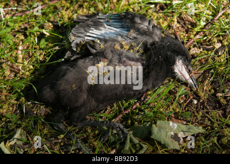 Tote Krähe eingebettet gefallen oder vom nest Stockfoto